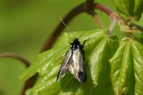 Smaragdlangsprietmot.