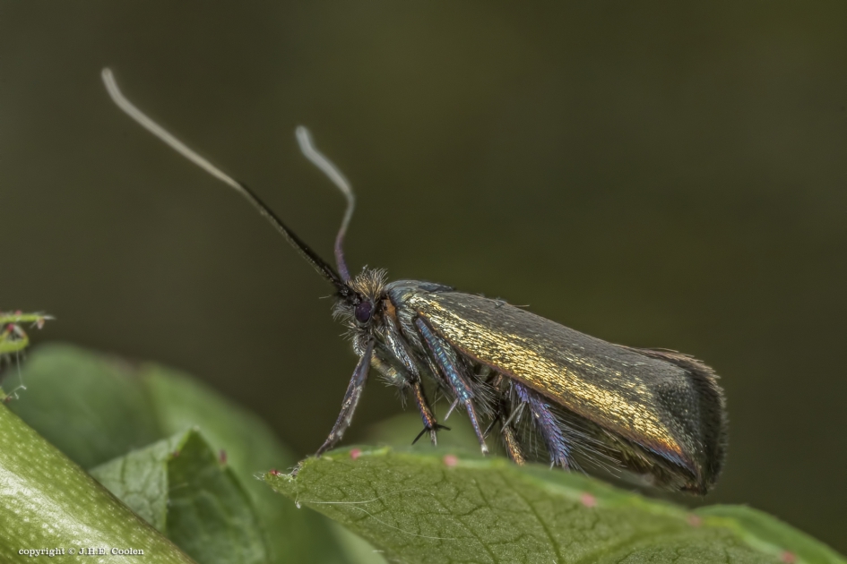 Smaragdlangsprietmot - Geleedpotigen - Smaragdlangsprietmot