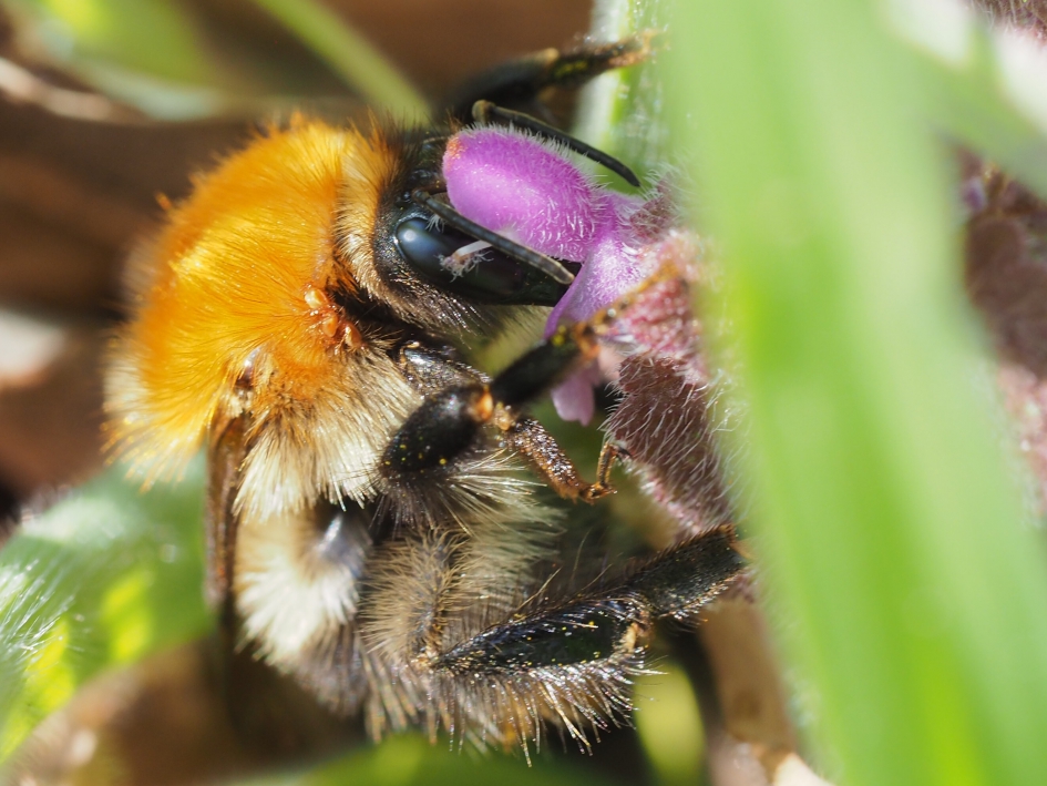 Smullen van de hondsdraf - Geleedpotigen - Hommel, vermoed aardhommel