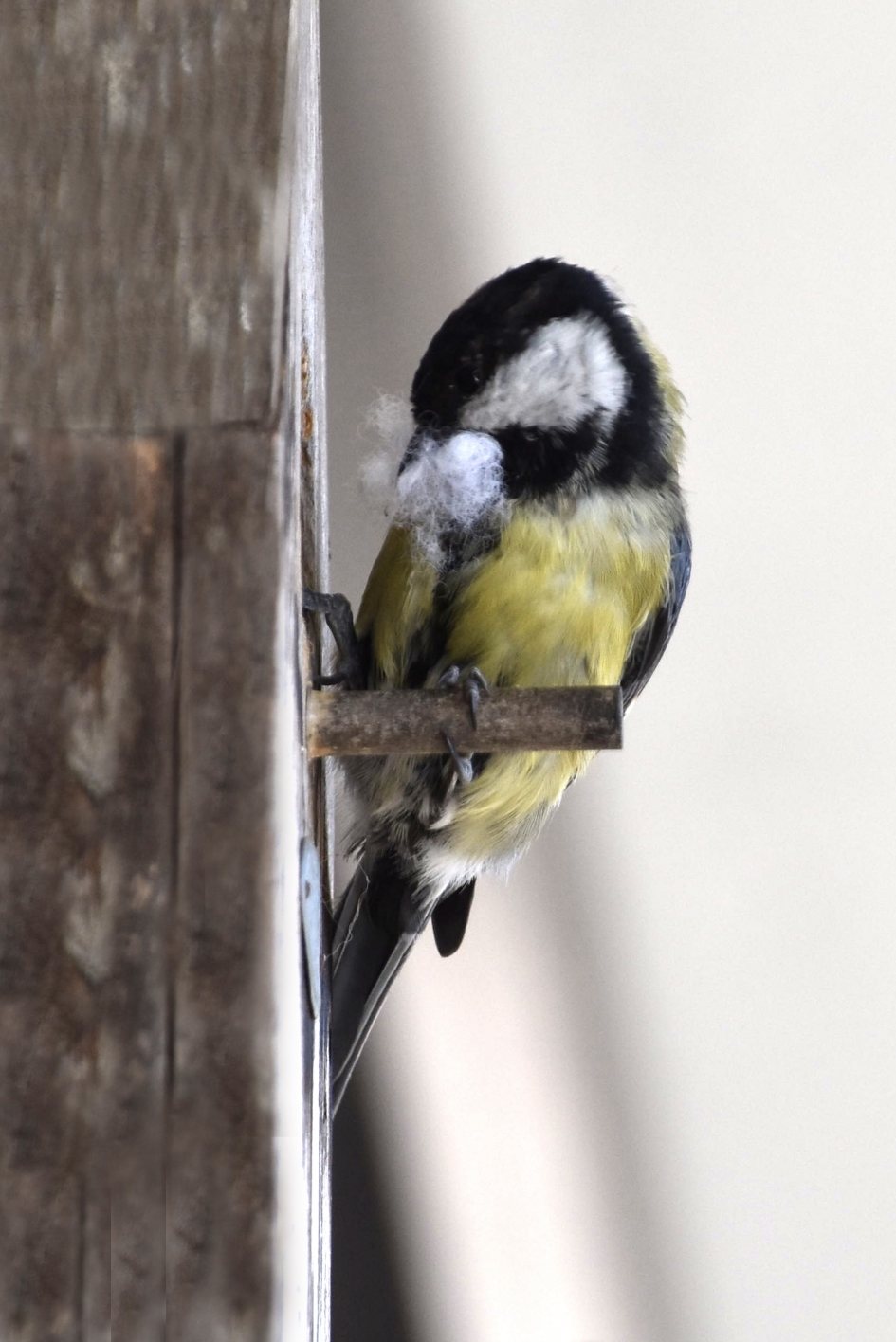 Snavel vol... - Vogels - 