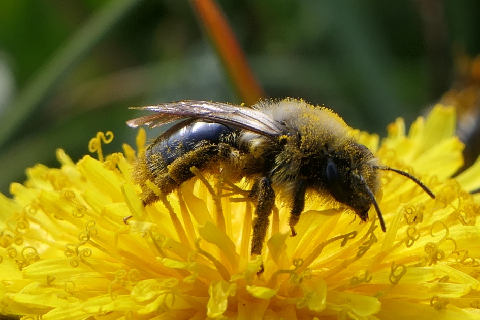 "Snoeperd" - Geleedpotigen - Bij