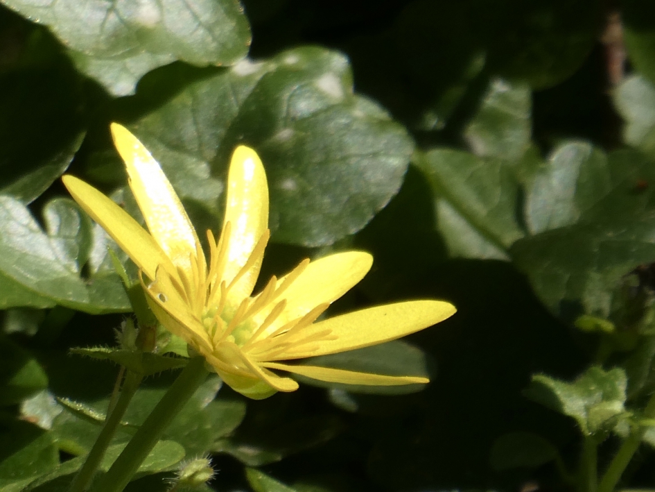 Speenkruid - Planten - 