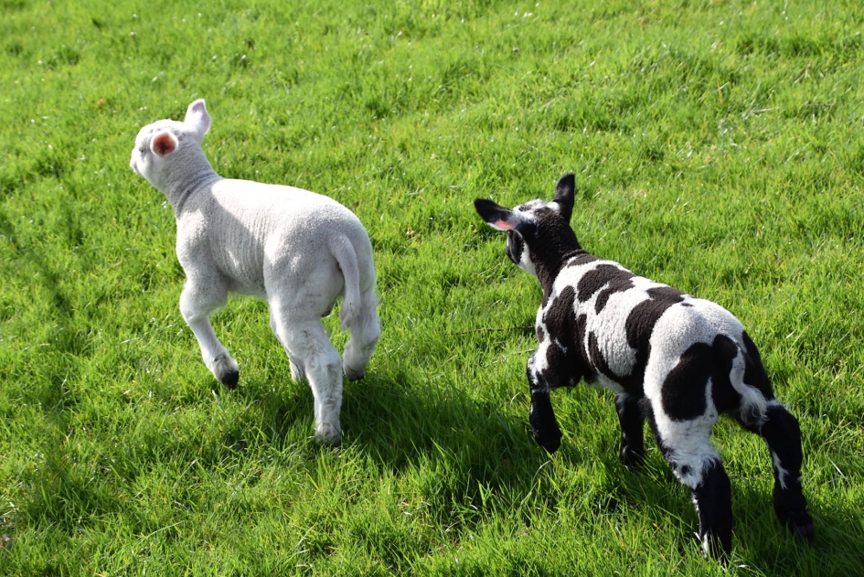 Spelen... - Zoogdieren - 