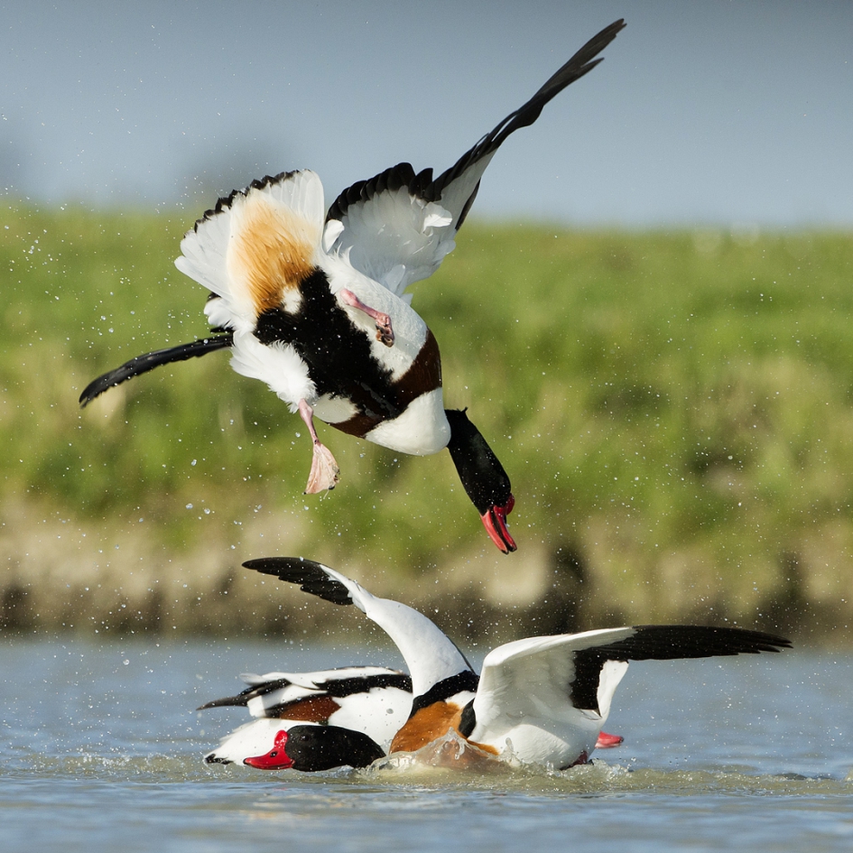 Spetterend spektakel ... - Vogels - Bergeend