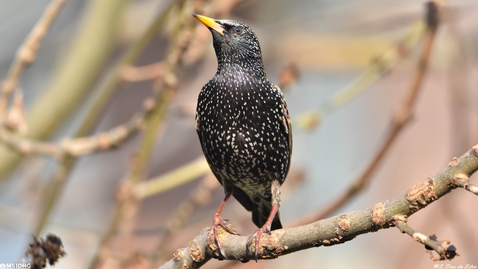 Spreeuw achter mij huis - Vogels - Spreeuw