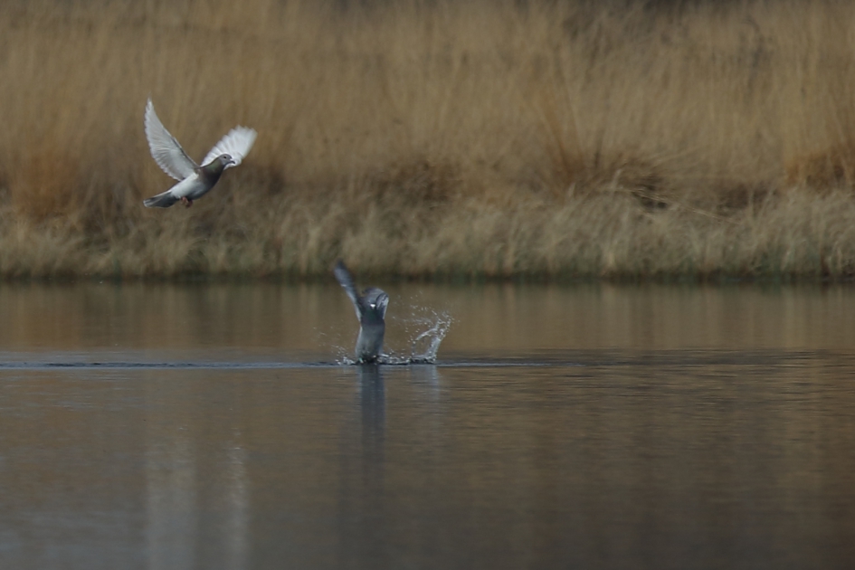 stadsduiven - Vogels - stadsduif