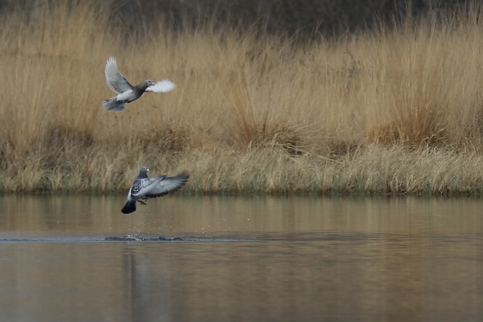 stadsduiven - Vogels - stadsduif