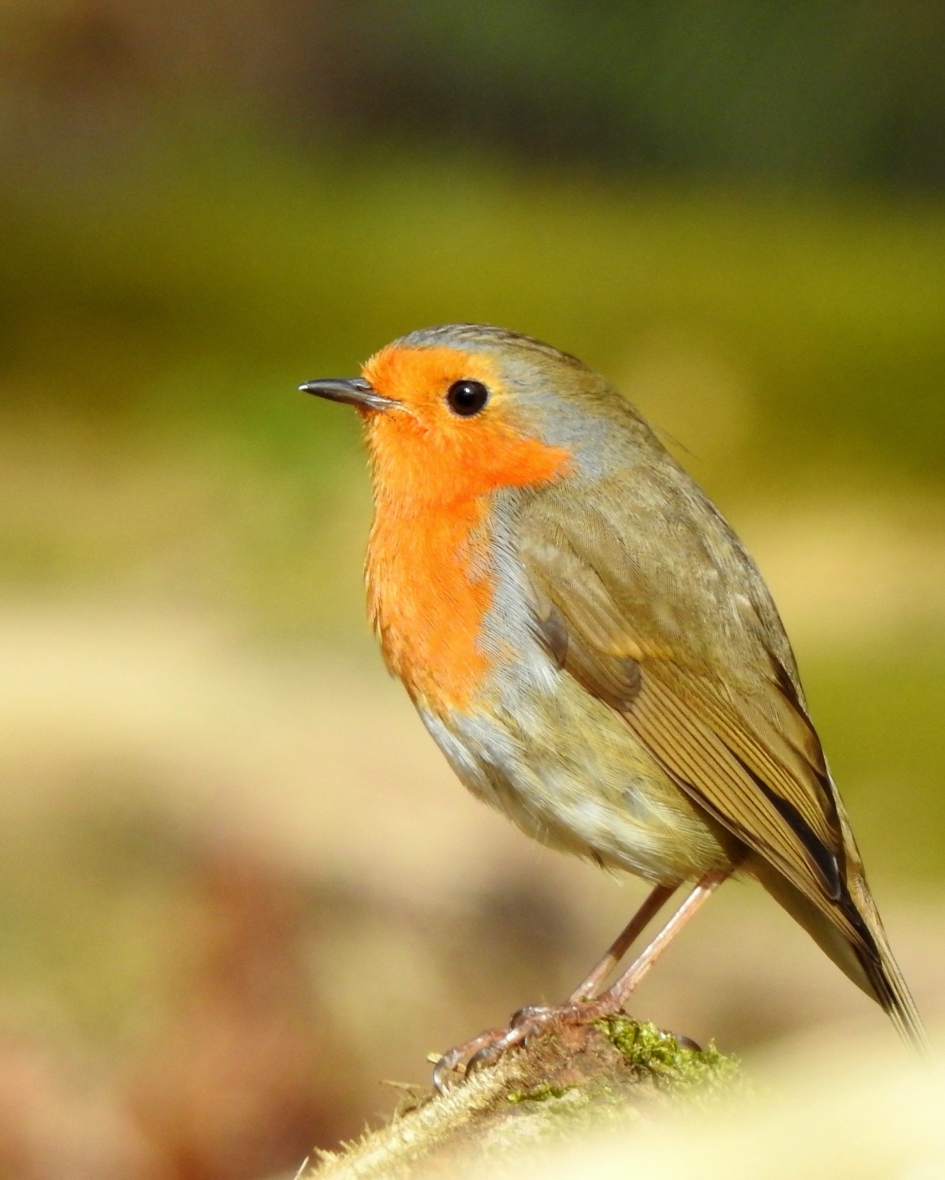 Standbeeld - Vogels - Roodborstje