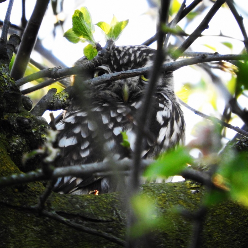Steenuiltje in appelboom - Vogels - Steenuil