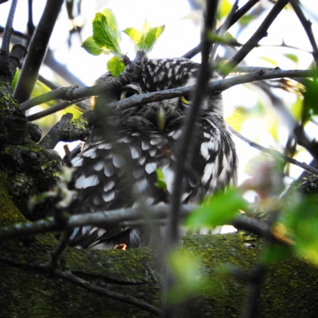 Steenuiltje in appelboom