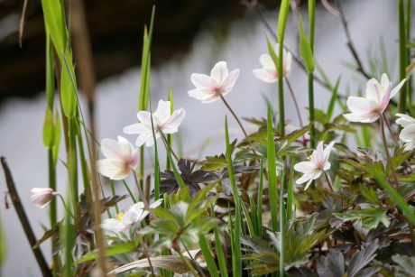 Sterretjes aan de waterkant.