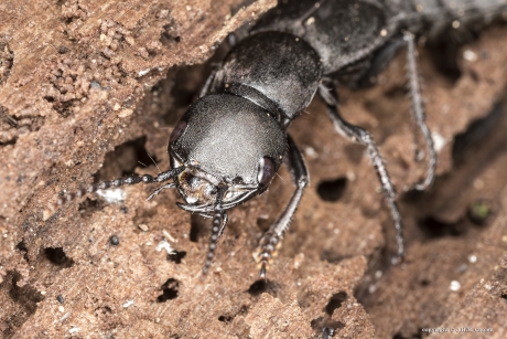 Stinkende kortschildkever (Ocypus olens)