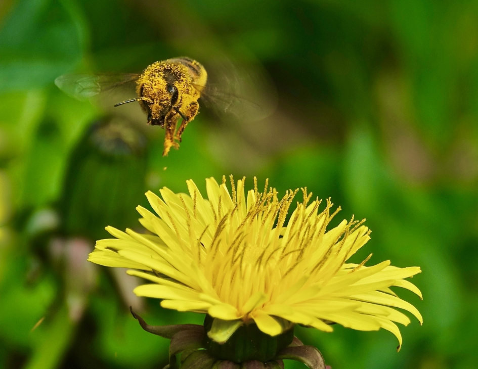 Stuifmeel - Planten - Paardenbloem