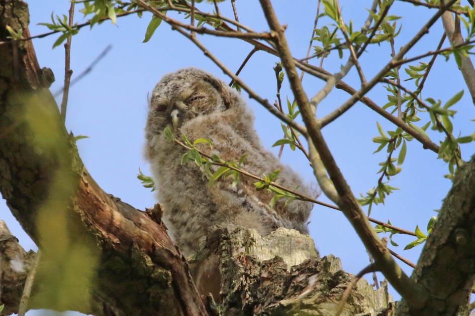 Takkeling - Vogels - 