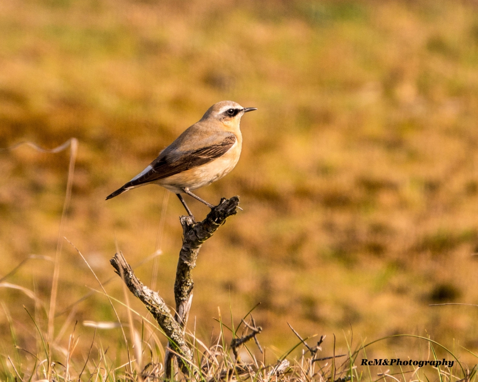 Tapuit. - Vogels - Tapuit.