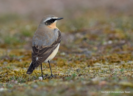 Tapuit op Texel