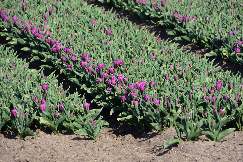 Te vroeg - Planten - 