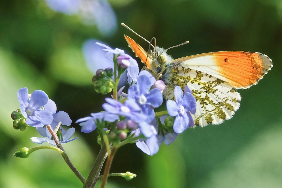 Tip op Vergeet-me-niet - Geleedpotigen - Oranjetip