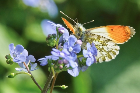 Tip op Vergeet-me-niet