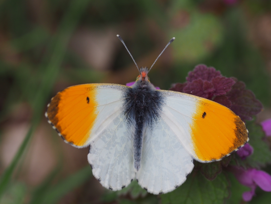 Tipje rood - Geleedpotigen - Oranjetipje