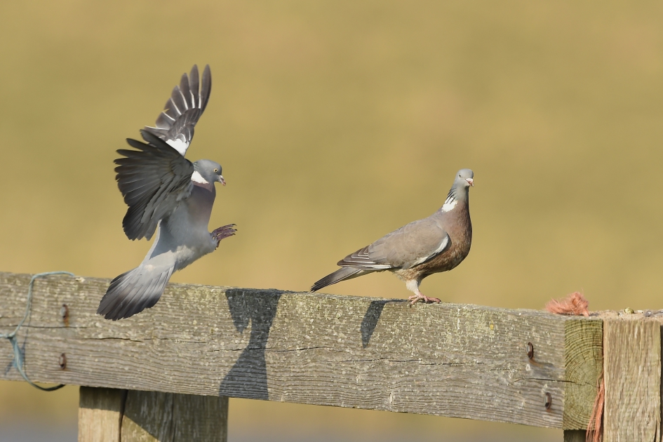T,is voorjaar ook voor de duif - Vogels - 