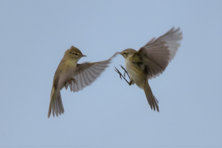 Tjiftjaf even uitvechten - Vogels - tjiftjaf