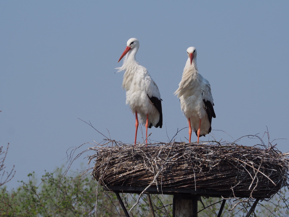 Toekomstig ouderpaar - Vogels - Ooievaar