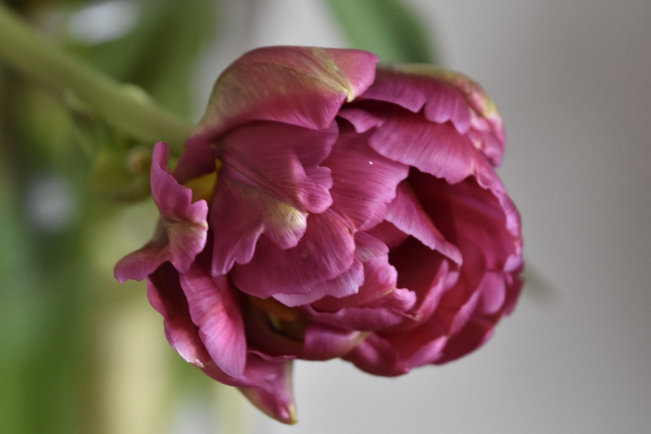 Tulp - Planten - 