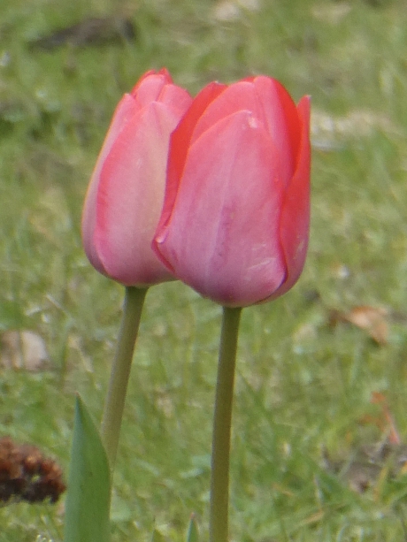 Tulpen