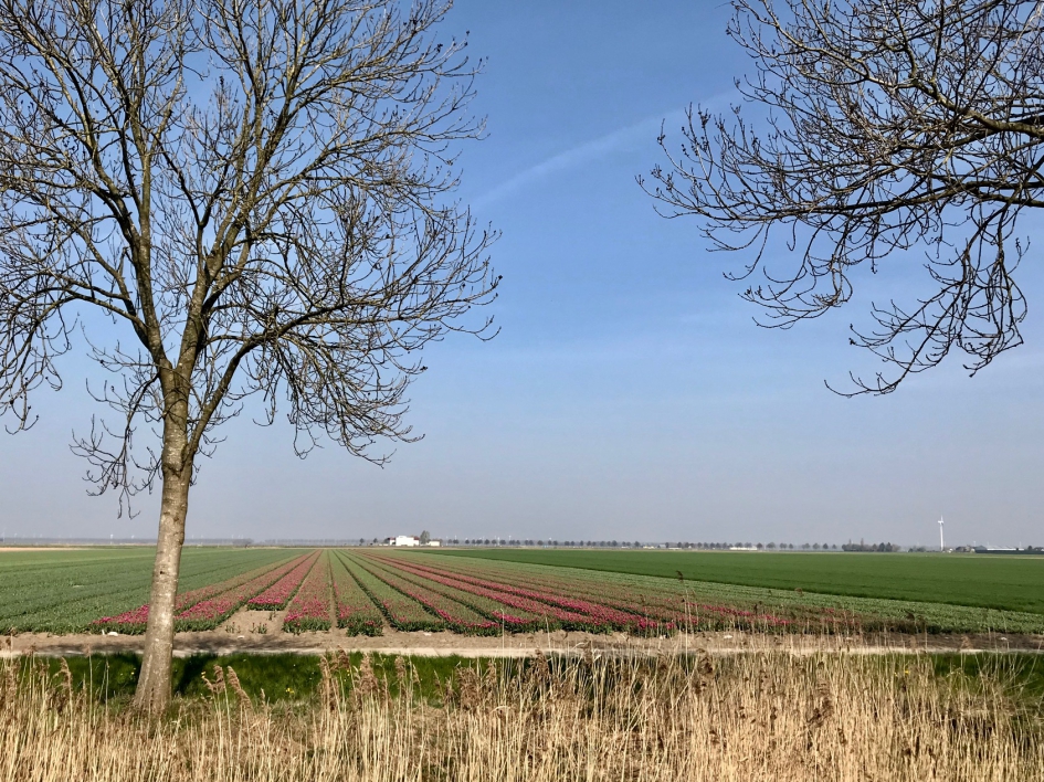 Tulpenvelden - Planten - 