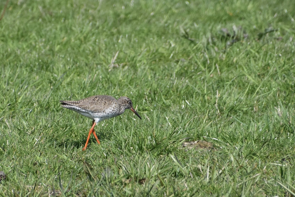 Tureluur - Vogels - 