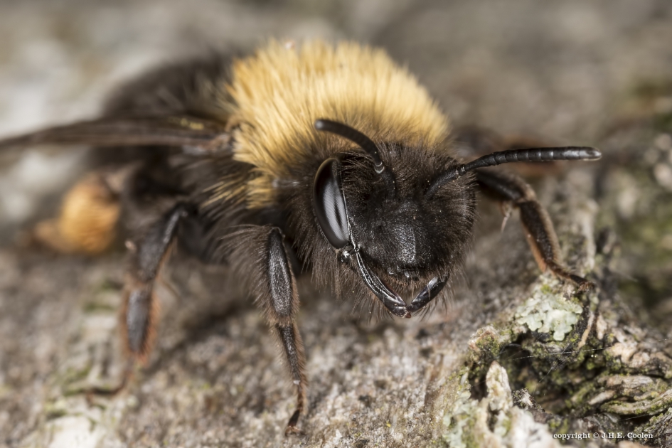 Tweekleurige zandbij - Geleedpotigen - Tweekleurige zandbij