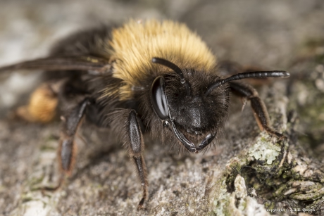 Tweekleurige zandbij