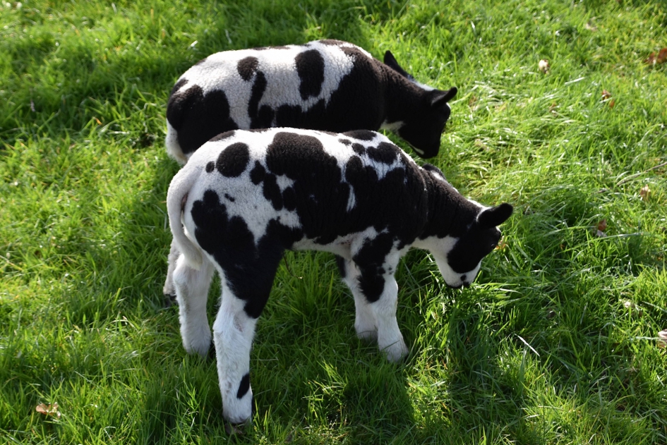 Tweeling - Zoogdieren - 