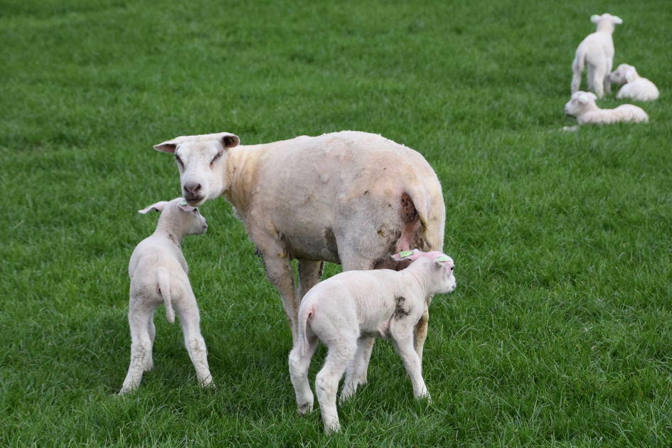 Tweeling - Zoogdieren - 