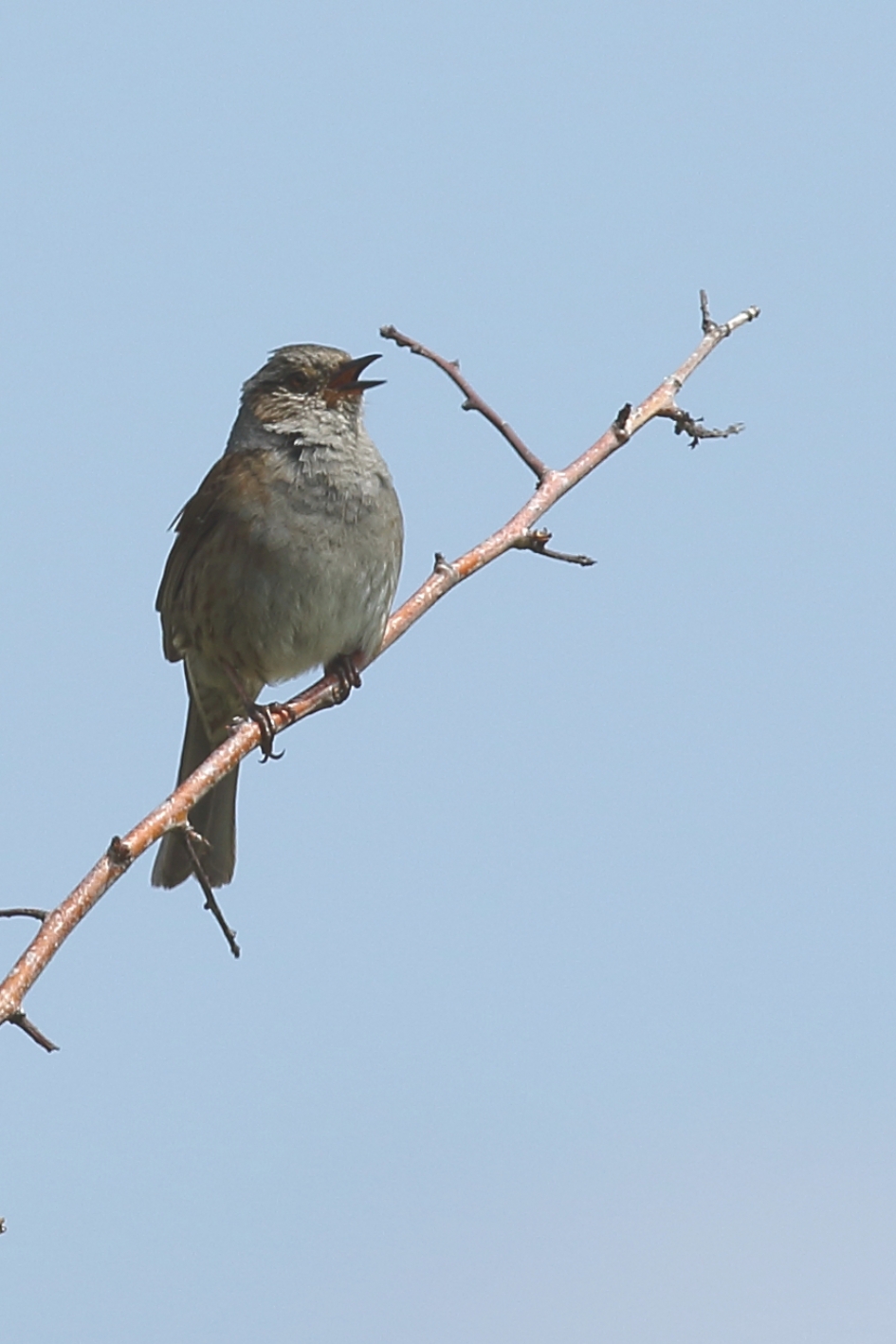 uit volle borst - Vogels - heggenmus