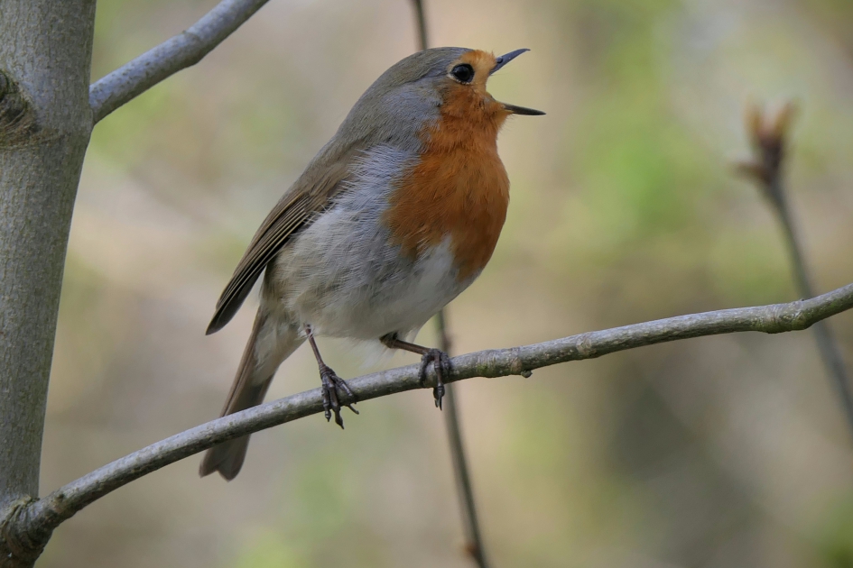 Uit volle (rood)borst... - Vogels - Roodborst