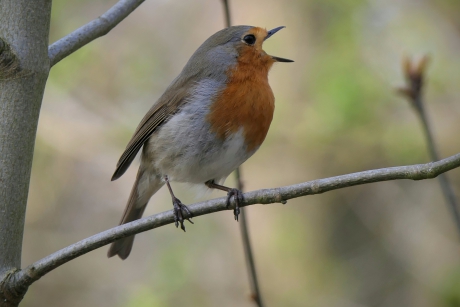 Uit volle (rood)borst...