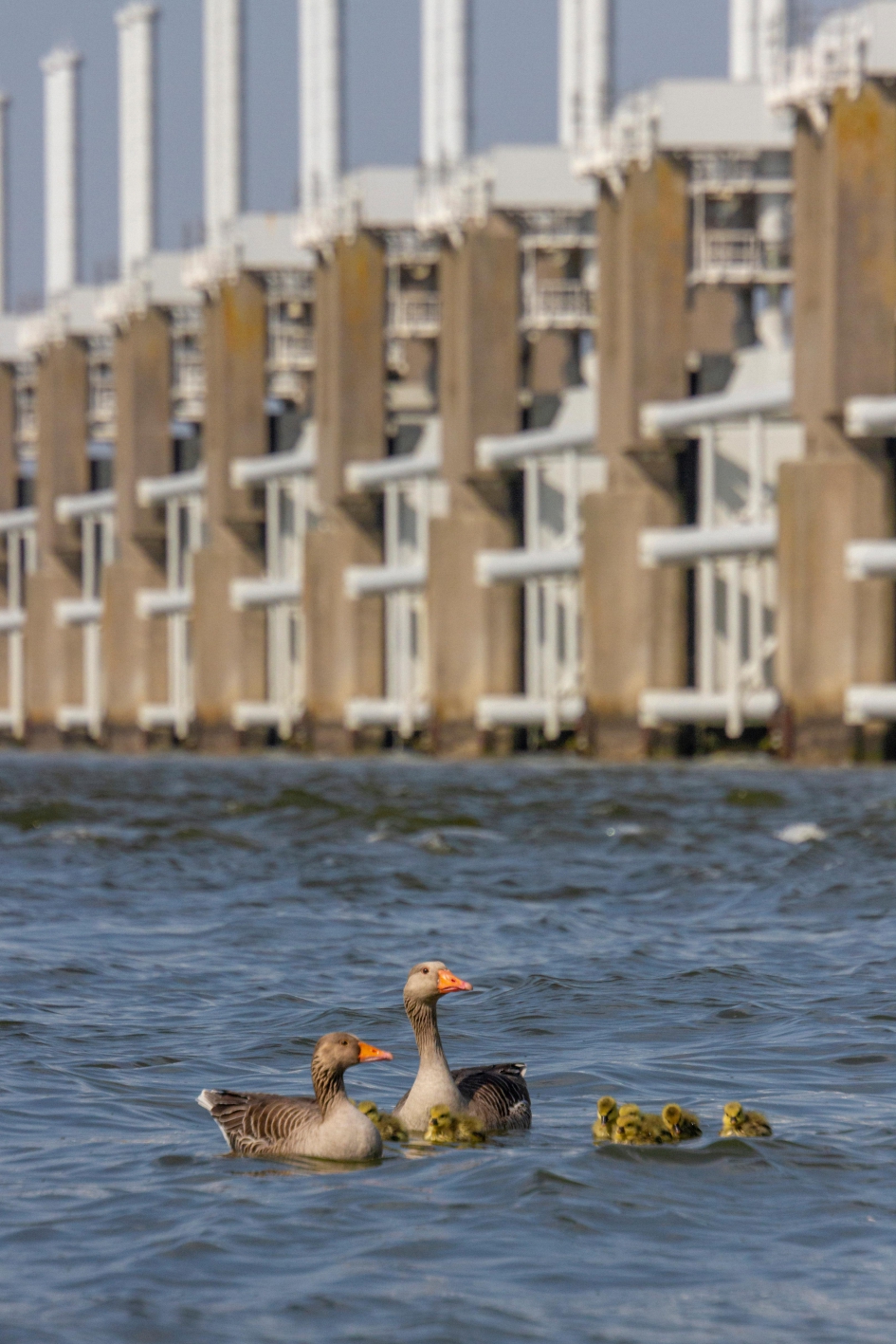 Uitdagende eerste zwemles - Vogels - Grauwe Gans