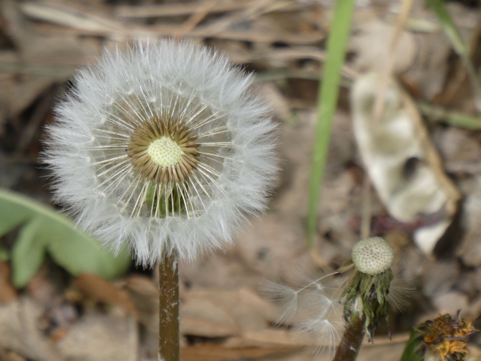 Uitgebloeid - Planten - 
