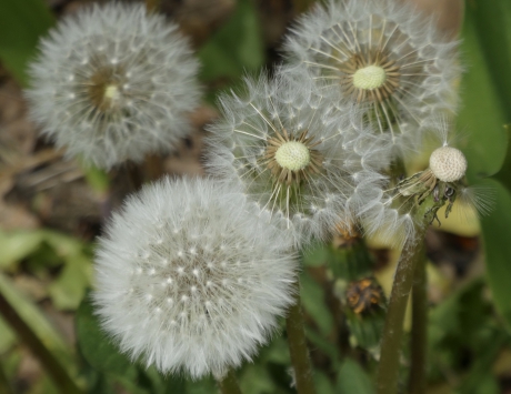 Uitgebloeide paardenbloemen