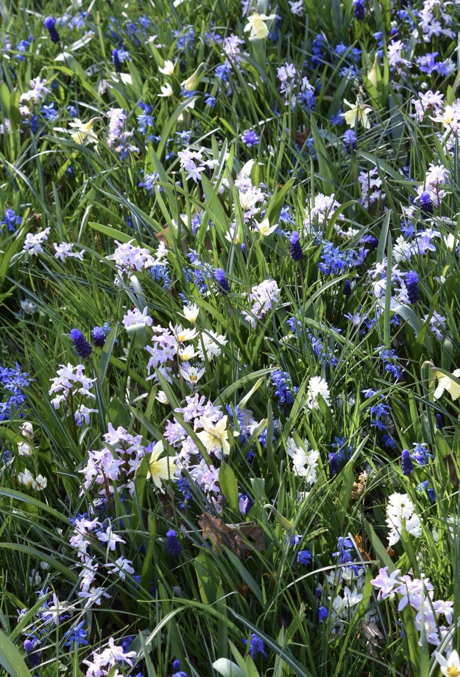 Van alles wat - Planten - 