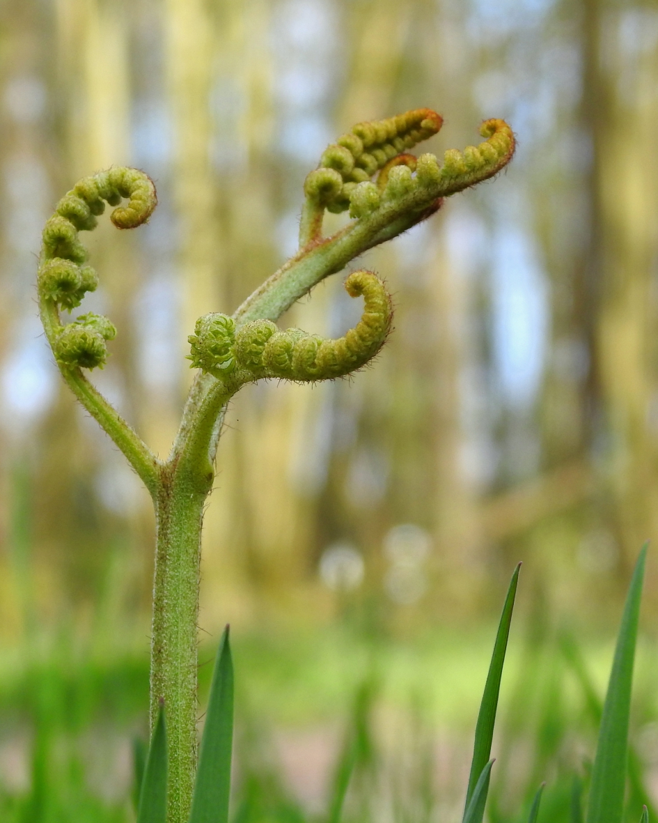 Varen met spierballen - Planten - Varen