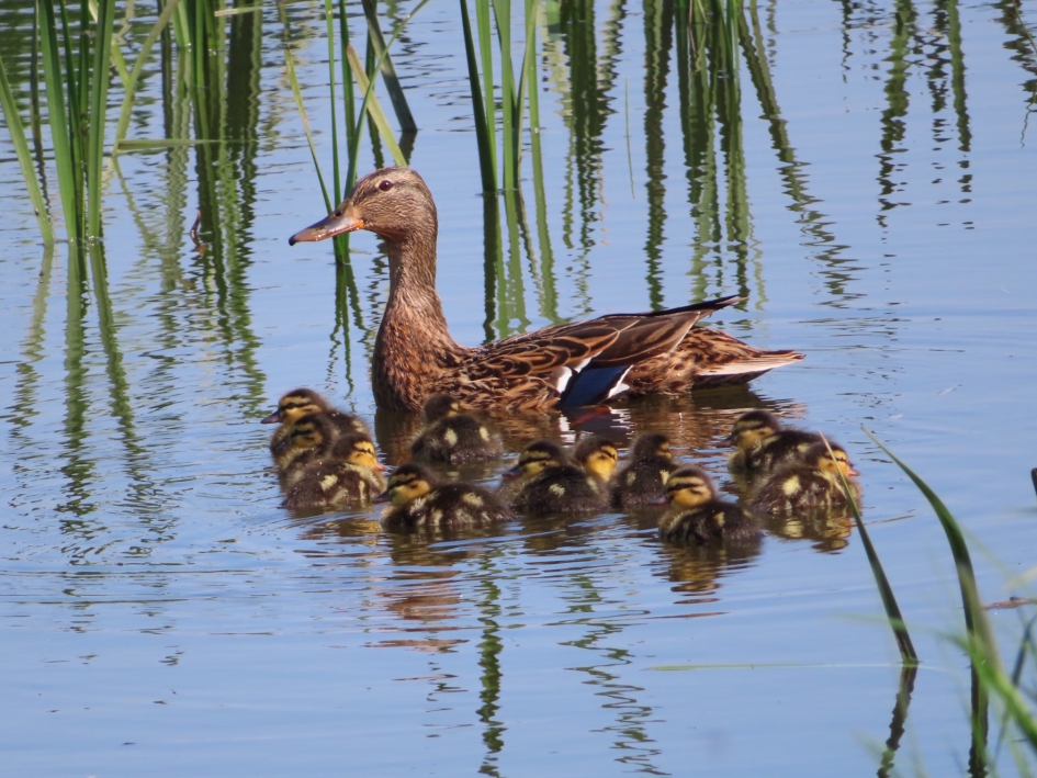 Veel nageslacht - Vogels - Wilde eend