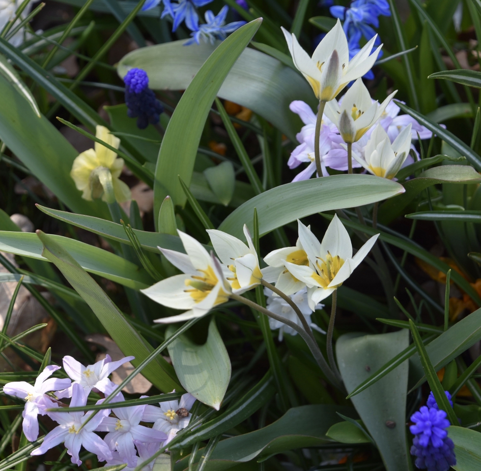 Veel soorten bolletjes - Planten - 