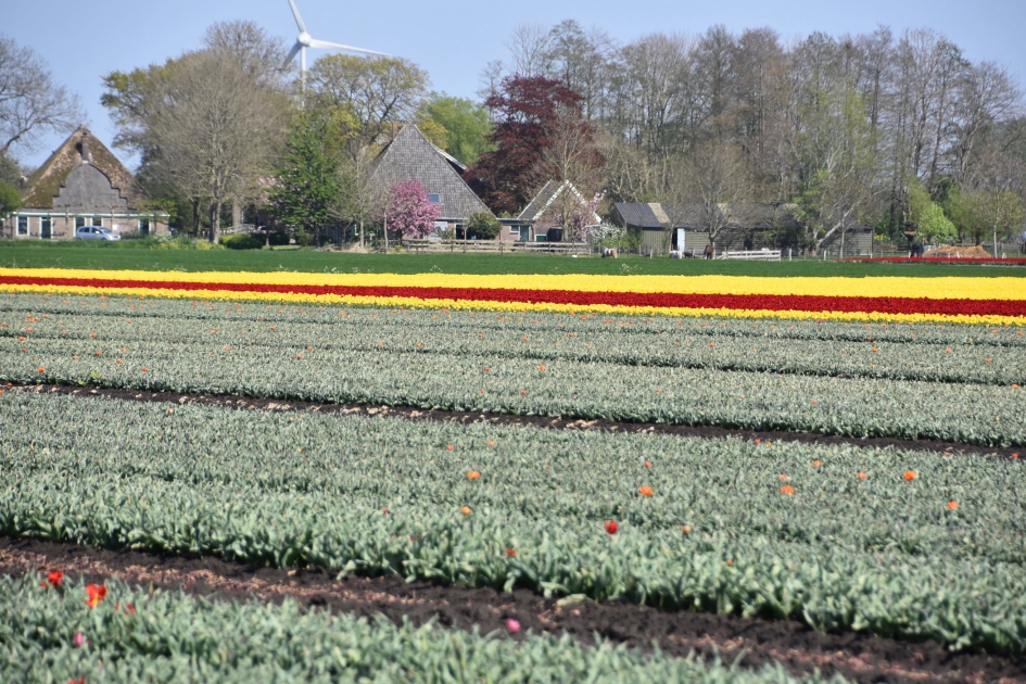Tulpen deels al gekopt - Planten - 