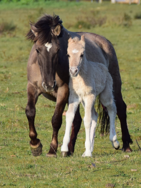 Veulen konikpaard met moeder.