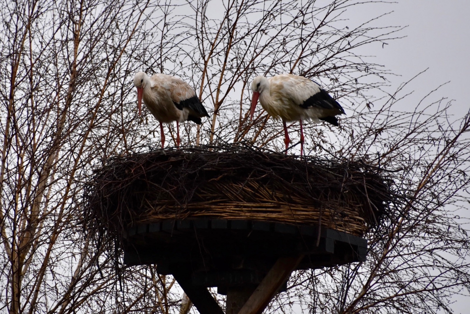 Vies en nat na regenbui - Vogels - 