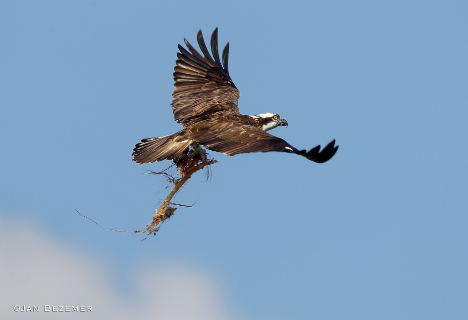 Visarend druk bezig met nestbouw - Vogels - Visarend