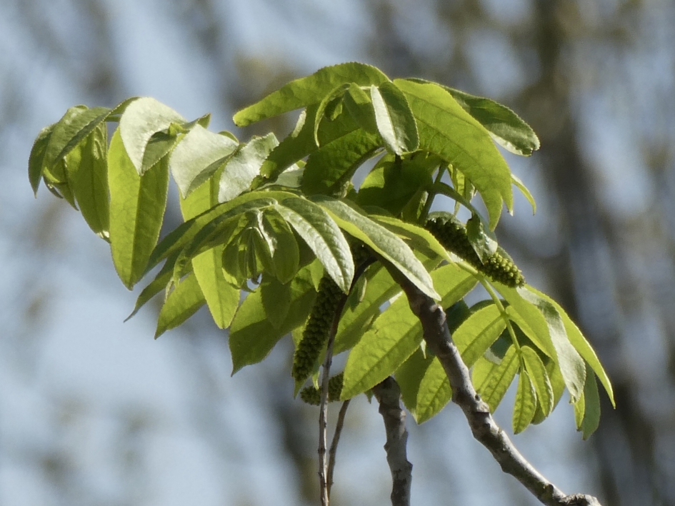 Vleugelnoot in blad - Planten - 